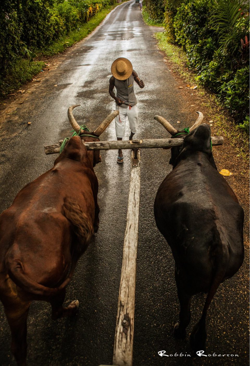 Article : Ne pas oublier de mettre les zébus avant la charrue…